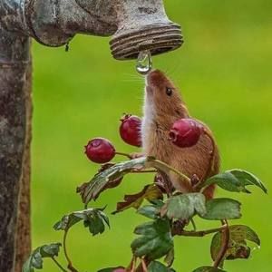 Meet your Posher, Jane